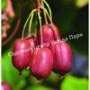 Актинидия Красный киви (Actinidia melanandra) 4