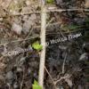 Актинидия Красный киви (Actinidia melanandra) 2