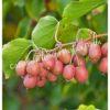 Актинидия Красный киви (Actinidia melanandra) 1