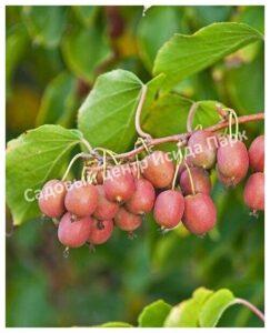 Актинидия Красный киви (Actinidia melanandra)