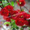 Айва Кримсон энд Голд (Crimson and Gold) 2