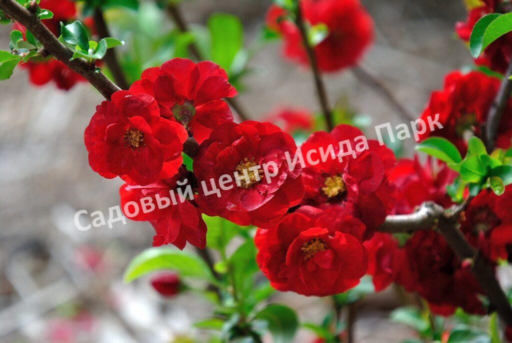 Айва Кримсон энд Голд (Crimson and Gold)