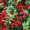 Айва Кримсон энд Голд (Crimson and Gold) 4