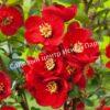 Айва Кримсон энд Голд (Crimson and Gold) 5