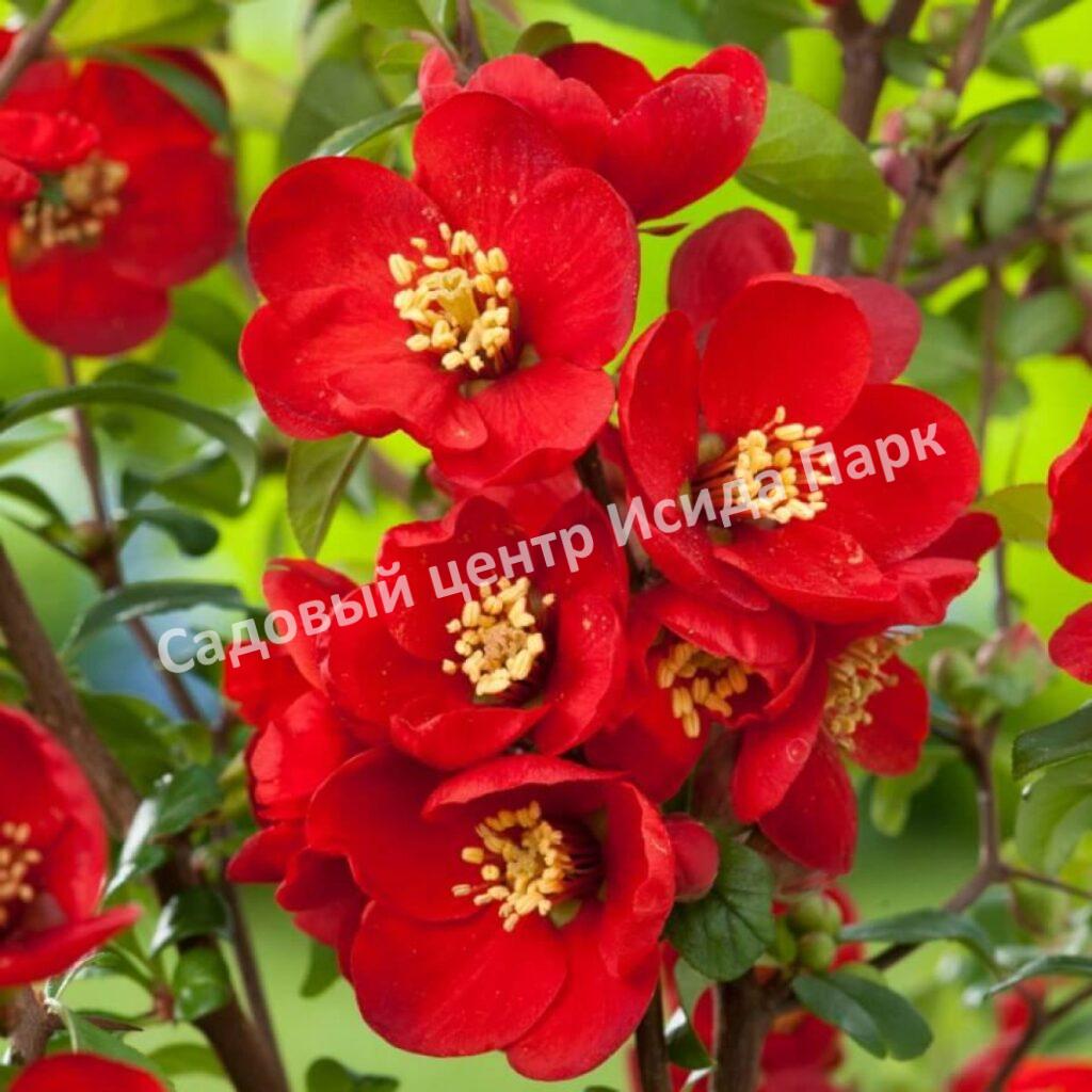 Айва Кримсон энд Голд (Crimson and Gold)