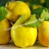 Айва Крымская ароматная (Crimean fragrant) 3