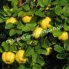 Айва Крымская ароматная (Crimean fragrant) 1