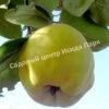 Айва Крымская ароматная (Crimean fragrant) 4