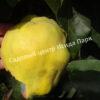 Айва Крымская ароматная (Crimean fragrant) 5