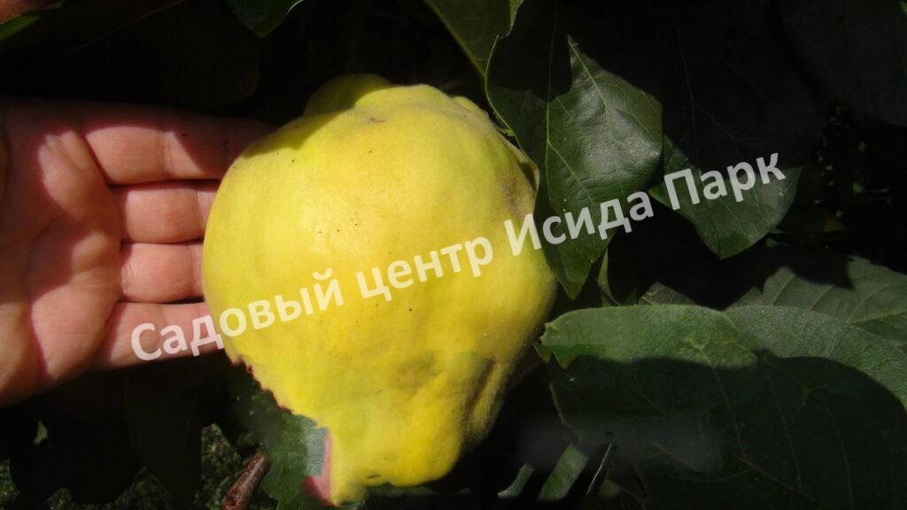 Айва Крымская ароматная (Crimean fragrant)