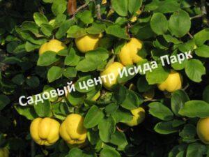 Айва Крымская ароматная (Crimean fragrant)