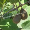 Актинидия Киви Монти (Kiwi Monty) 3