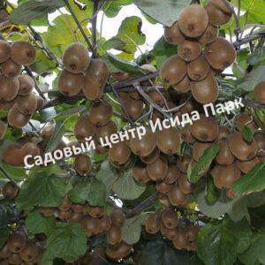 Актинидия Киви Монти (Kiwi Monty)