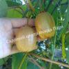 Актинидия Киви Монти (Kiwi Monty) 7
