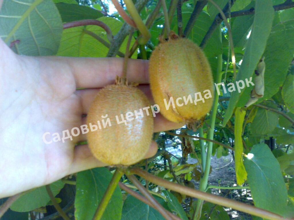 Актинидия Киви Монти (Kiwi Monty)