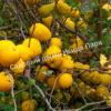 Айва Оранж Трейл (Orange Trail) 3