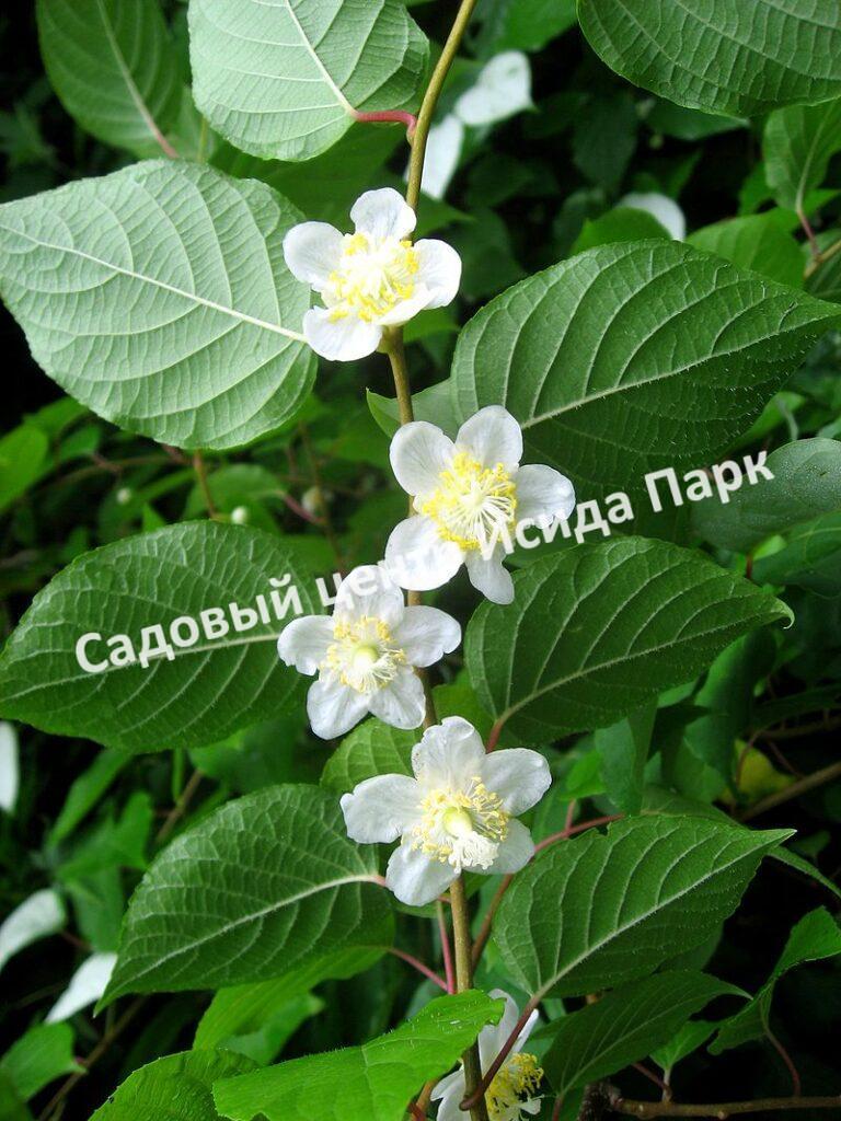 Актинидия полигамная (Actinidia polygama)