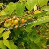 Актинидия полигамная (Actinidia polygama) 1