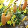 Актинидия полигамная (Actinidia polygama) 4