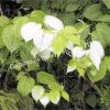 Актинидия полигамная (Actinidia polygama) 5