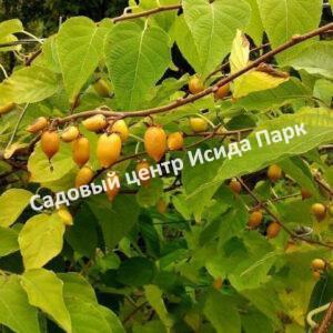 Актинидия полигамная (Actinidia polygama)