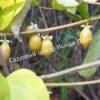 Актинидия полигамная (Actinidia polygama) 6