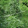 Актинидия полигамная (Actinidia polygama) 7
