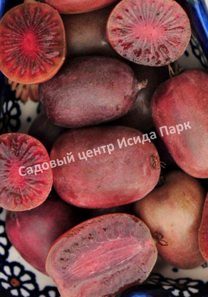 Актинидия аргута Пурпурна Садова, Пурпурная Садовая (Purpurna Sadowa)