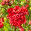 Айва Ред Джой (Red Joy) 1