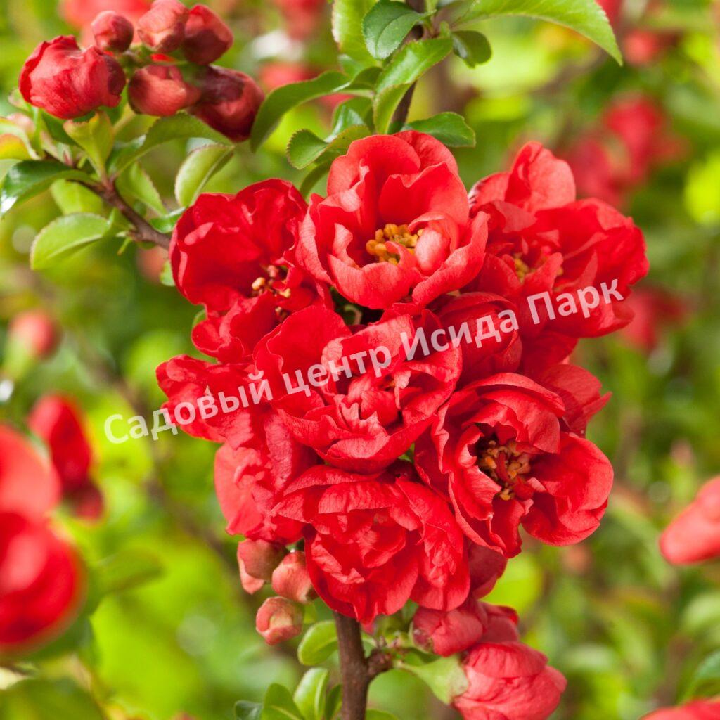 Айва Ред Джой (Red Joy)