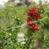 Айва Ред Джой (Red Joy) 7