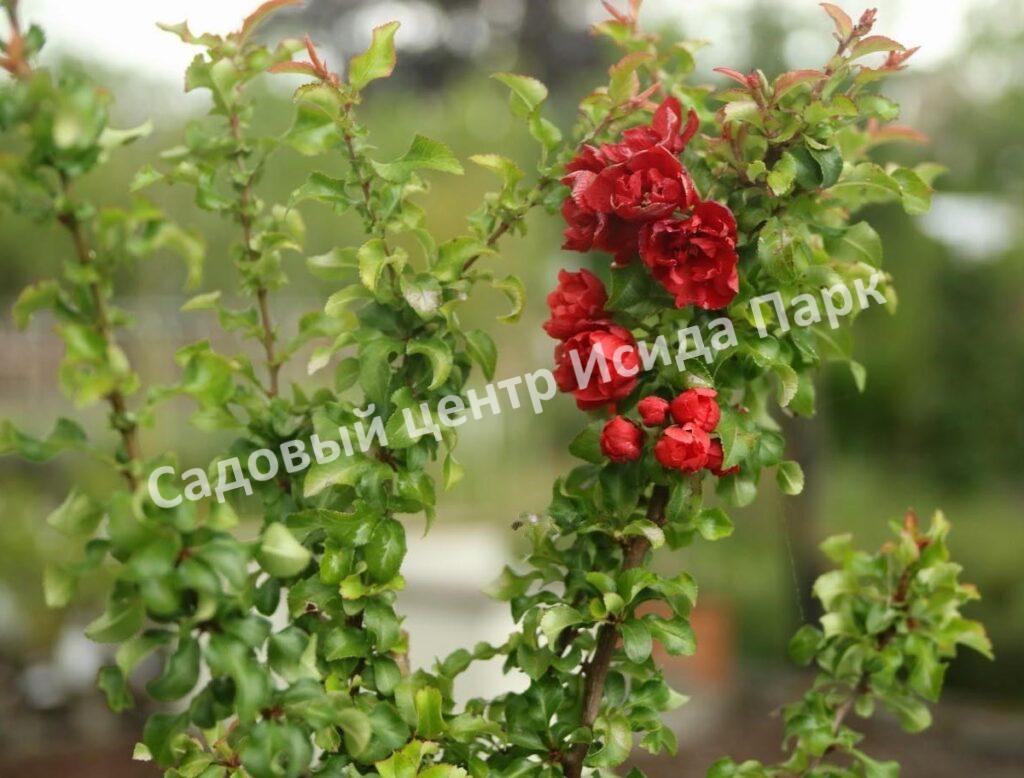 Айва Ред Джой (Red Joy)