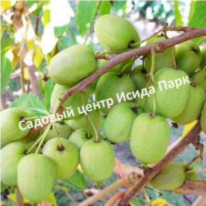 Актинидия аргута Римма (Rimma)