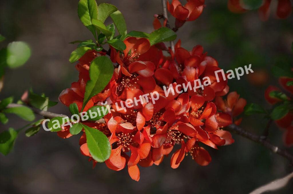 Айва Саржента (Sargentii)