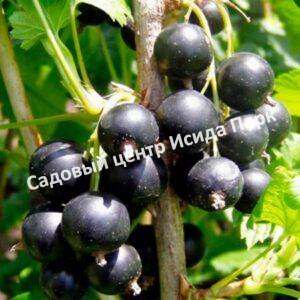 Смородина черная Шаровидная (Spherical)