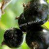 Смородина черная Шаровидная (Spherical) 5