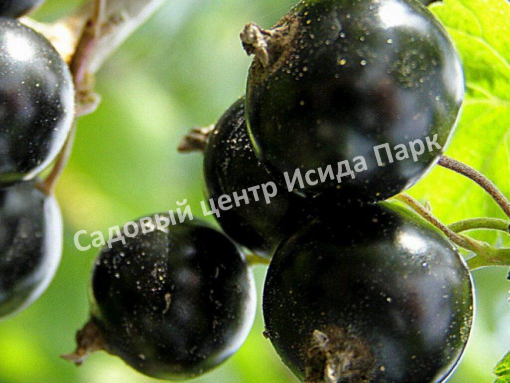 Смородина черная Шаровидная (Spherical)