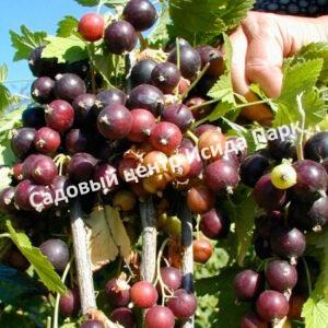 Смородина черная Сибирская (Siberian)