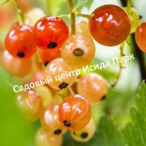 Смородина белая золотистая Сибирское солнышко (The Siberian sun)