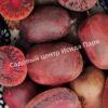 Актинидия коломикта Сиреневый туман (Lilac fog) 3