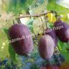 Актинидия коломикта Сиреневый туман (Lilac fog) 2