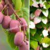 Актинидия коломикта Сиреневый туман (Lilac fog) 4