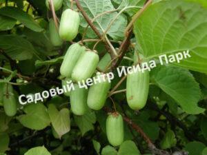 Актинидия Сладкий (Sladkiy)