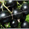 Смородина черная Славянка (Slavyanka) 2