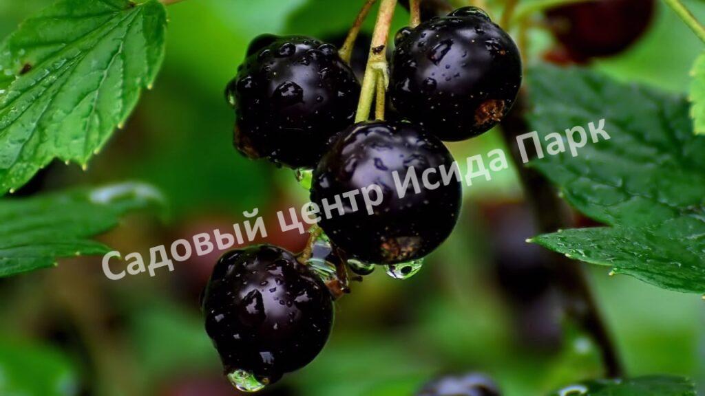 Смородина черная Смуглянка (Smuglyanka)