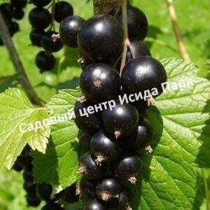 Смородина черная Софиевская (Sofievskaya)