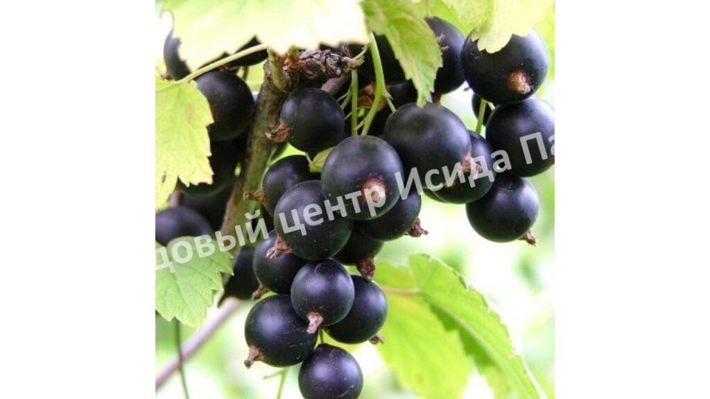 Смородина черная Софиевская (Sofievskaya)