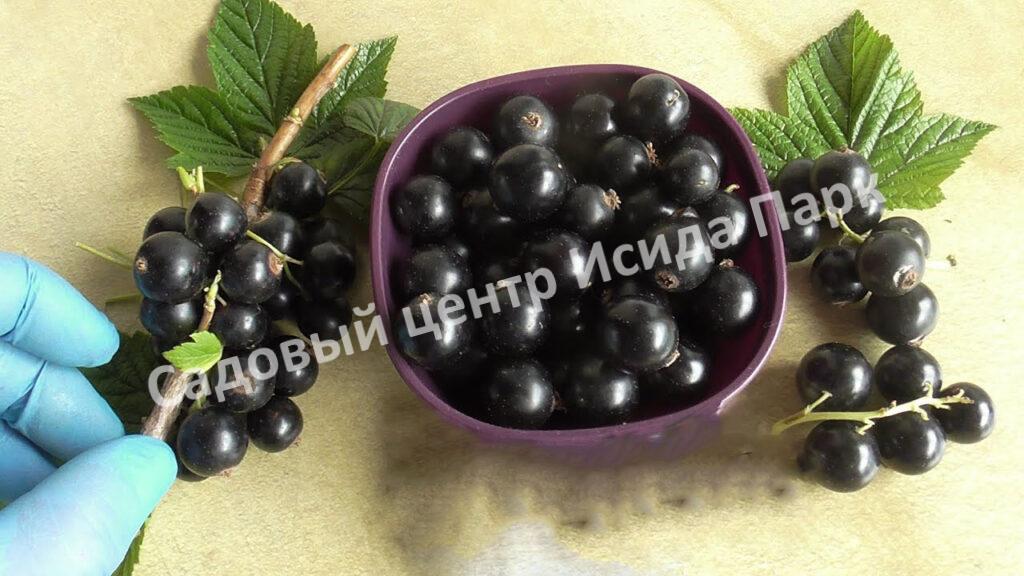 Смородина черная Соловьиная ночь (Nightingale Night)