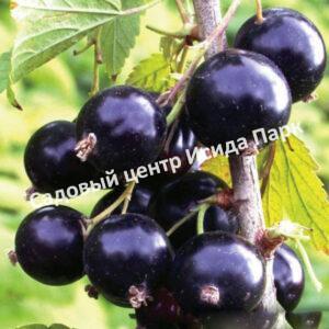 Смородина черная Суйга (Suiga)