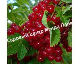 Смородина красная Тамара (Tamara)